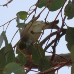 Zosterops lateralis at Gordon, ACT - 12 Jul 2024 01:24 PM