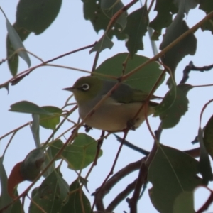 Zosterops lateralis at Gordon, ACT - 12 Jul 2024 01:24 PM