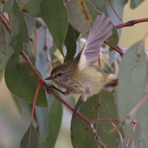 Acanthiza lineata at Gordon, ACT - 12 Jul 2024 01:45 PM