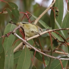 Acanthiza lineata at Gordon, ACT - 12 Jul 2024