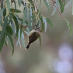 Acanthiza lineata at Gordon, ACT - 12 Jul 2024