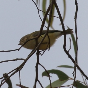 Smicrornis brevirostris at Gordon, ACT - 12 Jul 2024