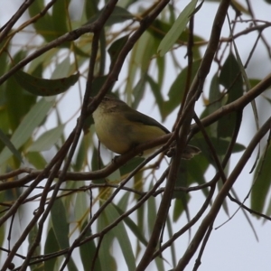 Smicrornis brevirostris at Gordon, ACT - 12 Jul 2024