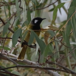 Nesoptilotis leucotis at Gordon, ACT - 12 Jul 2024 01:41 PM