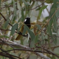 Nesoptilotis leucotis at Gordon, ACT - 12 Jul 2024 01:41 PM