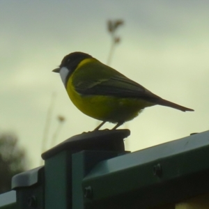 Pachycephala pectoralis at Gordon, ACT - 12 Jul 2024