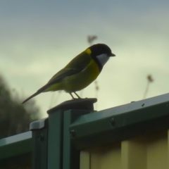 Pachycephala pectoralis at Gordon, ACT - 12 Jul 2024