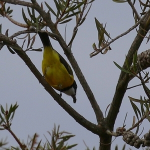 Pachycephala pectoralis at Gordon, ACT - 12 Jul 2024