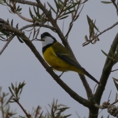 Pachycephala pectoralis at Gordon, ACT - 12 Jul 2024