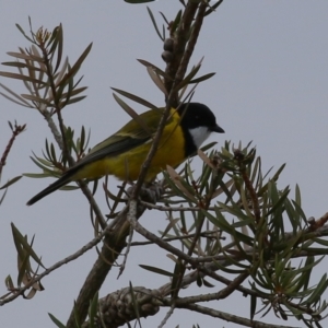 Pachycephala pectoralis at Gordon, ACT - 12 Jul 2024