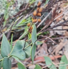 Veronica perfoliata at Jerrabomberra, NSW - 12 Jul 2024