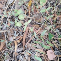 Veronica perfoliata at Jerrabomberra, NSW - 12 Jul 2024 03:47 PM