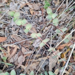 Veronica perfoliata at Jerrabomberra, NSW - 12 Jul 2024 03:47 PM