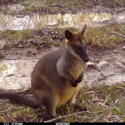 Wallabia bicolor (Swamp Wallaby) at Borough, NSW - 10 Jul 2024 by Paul4K