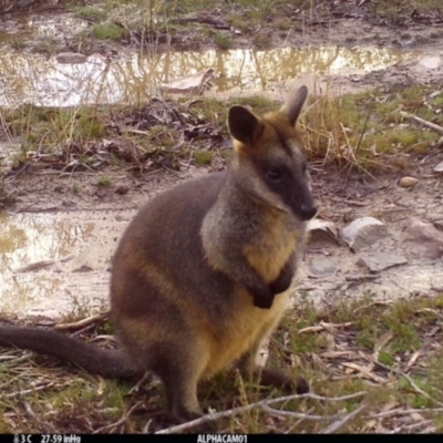Wallabia bicolor (Swamp Wallaby) at Borough, NSW - 11 Jul 2024 by Paul4K