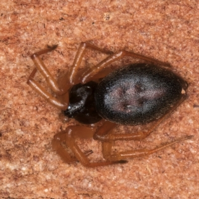 Euryopis umbilicata (Striped tick spider) at Bruce, ACT - 12 Jul 2024 by kasiaaus