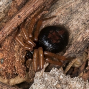 Euryopis umbilicata at Bruce, ACT - 12 Jul 2024