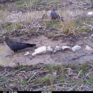 Calyptorhynchus lathami lathami at Borough, NSW - 11 Jul 2024