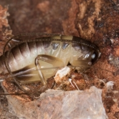 Gryllacrididae (family) (Wood, Raspy or Leaf Rolling Cricket) at Bruce, ACT - 12 Jul 2024 by kasiaaus