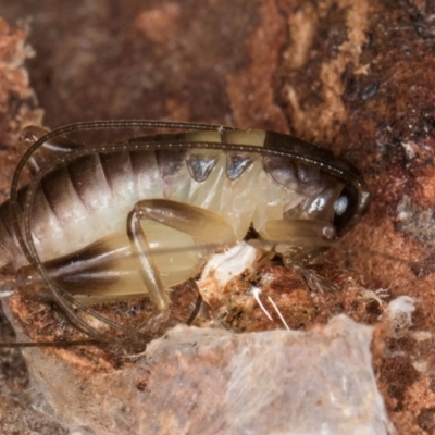 Gryllacrididae (family) (Wood, Raspy or Leaf Rolling Cricket) at Bruce, ACT - 12 Jul 2024 by kasiaaus