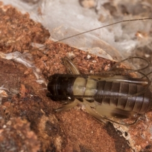 Gryllacrididae (family) at Bruce, ACT - 12 Jul 2024