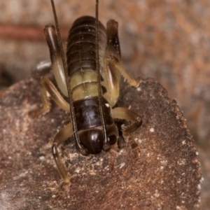 Gryllacrididae (family) at Bruce, ACT - 12 Jul 2024