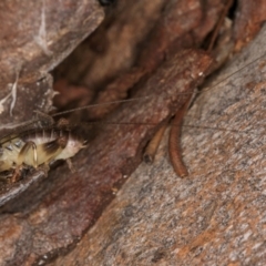 Gryllacrididae (family) at Bruce, ACT - 12 Jul 2024