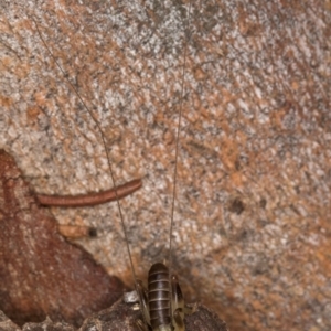 Gryllacrididae (family) at Bruce, ACT - 12 Jul 2024