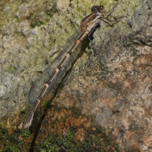 Austrolestes leda at Borough, NSW - 9 Jul 2024