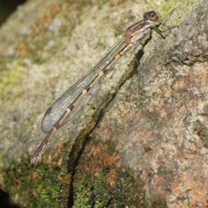 Austrolestes leda at Borough, NSW - 9 Jul 2024