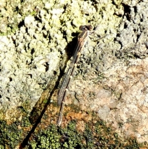 Austrolestes leda at Borough, NSW - 9 Jul 2024