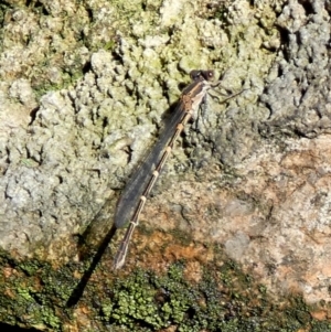 Austrolestes leda at Borough, NSW - 9 Jul 2024