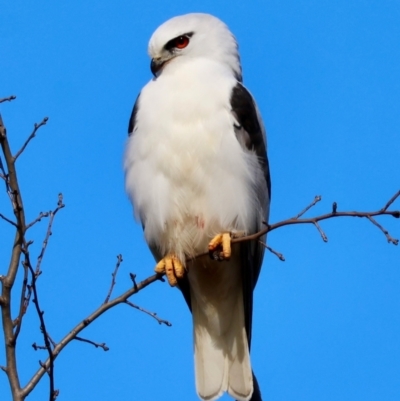 Elanus axillaris (Black-shouldered Kite) at Braidwood, NSW - 12 Jul 2024 by LisaH