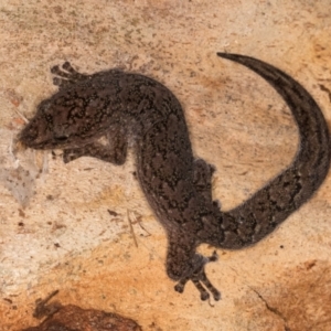 Christinus marmoratus at Bruce, ACT - 12 Jul 2024 10:42 AM