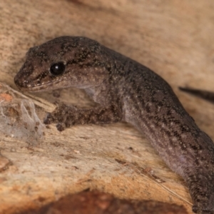 Christinus marmoratus at Bruce, ACT - 12 Jul 2024