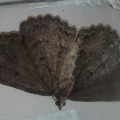 Acodia pauper (A Geometer moth (Larentiinae)) at Borough, NSW - 9 Jul 2024 by Paul4K