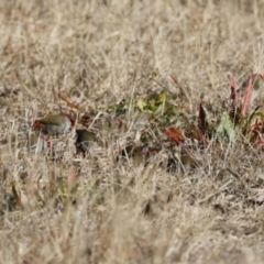 Neochmia temporalis (Red-browed Finch) at Braidwood, NSW - 12 Jul 2024 by LisaH