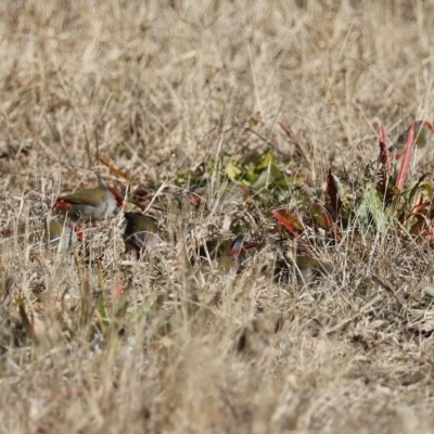 Neochmia temporalis (Red-browed Finch) at Braidwood, NSW - 12 Jul 2024 by LisaH