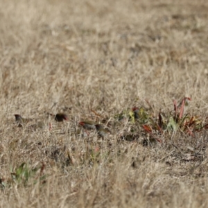 Neochmia temporalis at Braidwood, NSW - suppressed