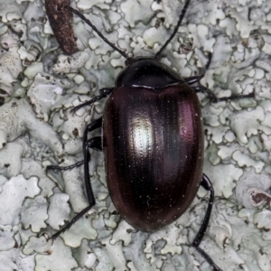 Chalcopteroides spectabilis at Bruce, ACT - 12 Jul 2024 11:00 AM