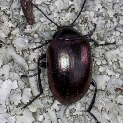 Chalcopteroides spectabilis (Rainbow darkling beetle) at Bruce, ACT - 12 Jul 2024 by kasiaaus