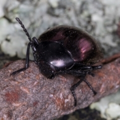 Chalcopteroides spectabilis at Bruce, ACT - 12 Jul 2024 11:00 AM