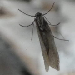 Batrachedra (genus) (The single genus of family Batrachedridae) at Borough, NSW - 10 Jul 2024 by Paul4K