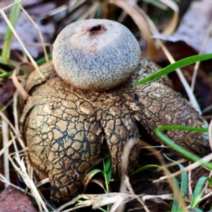 Astraeus hygrometricus at Mongarlowe, NSW - suppressed