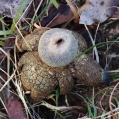 Astraeus hygrometricus at Mongarlowe, NSW - suppressed