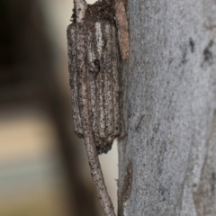 Clania ignobilis (Faggot Case Moth) at Bruce, ACT - 12 Jul 2024 by kasiaaus