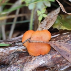 Trametes coccinea at Mongarlowe, NSW - suppressed