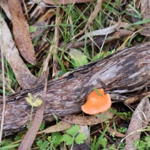 Trametes coccinea at Mongarlowe, NSW - suppressed