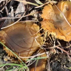 Unidentified Fungus at Mongarlowe, NSW - 12 Jul 2024 by LisaH