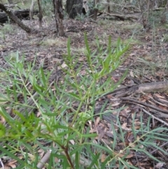 Polyscias sambucifolia (Elderberry Panax) at Borough, NSW - 10 Jul 2024 by Paul4K